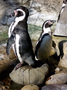 Couple-Penguin_back-to-back